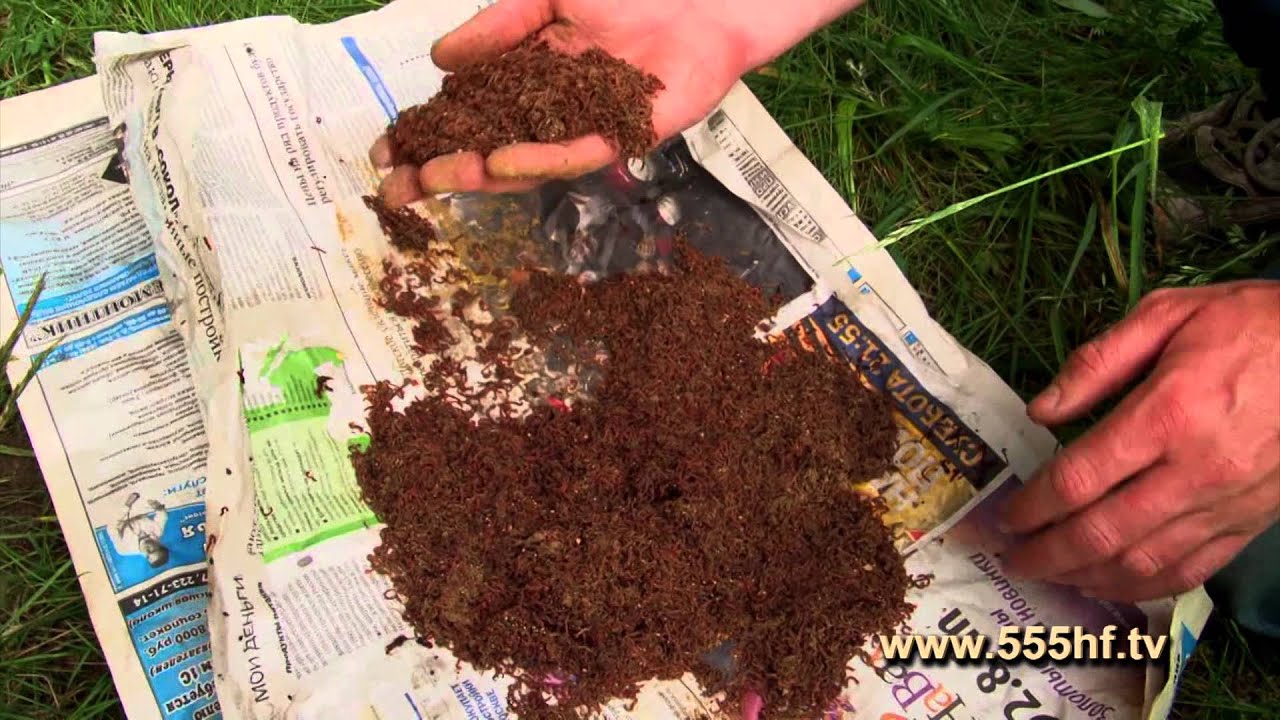 Как в домашних условиях разводят мотыля для Как в домашних условиях разводят мотыля для
