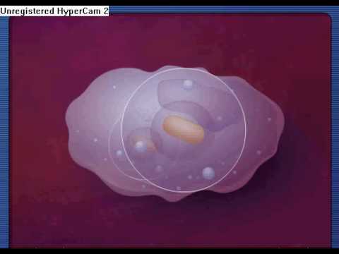 The Process Of Phagocytosis - YouTube