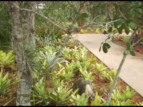 Tips from the PSL Botanical Gardens: Bromeliads in Bloom Members Of The Friends Of The Port St Lucie Botanical Gardens Host This Monthly...