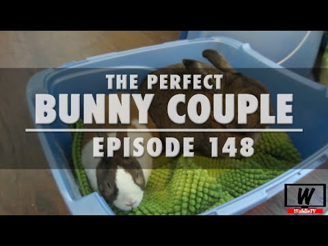 Ep.148 The Perfect Bunny Couple | WahlieTV
