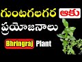 గుంటగలగర ఆకు ప్రయోజనాలు!|Guntagalagara aaku prayojanalu Telugu |#Ecliptaalba