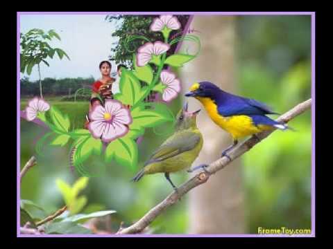 sathe bangla song tumi khacha hole ami hobo pakhi best bangla...