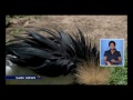 The grey crowned crane - is in severe danger in Uganda
