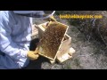 Bee Hive NUC Box