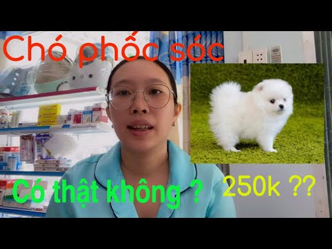 Chó phốc sóc giá rẻ 250k có thật không ? Mua cún giá rẻ và cái kết
