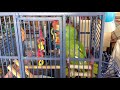 Parrots & Cockatiels Singing Hit Songs FUNNY BIRDS COMPLILATION
