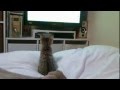 おもしろ猫動画 vol.1 超かわいい★【日本一サッカー好きの猫】 日本代表サッカー観戦で、まさかのラスト＾＾； Funny Cat Watching Soccer