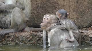 Wo! Never see Rose swim, first time Rose swimming and another monkeys swiming with her babies