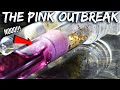 OH NO! MY FIRE ANTS ARE IN DANGER | The &quot;Pink Outbreak&quot;