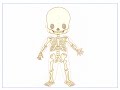 El cuerpo humano huesos y articulaciones - youtube