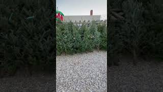 Fresh cut Christmas trees are now available! 🎄 #viral #shorts #christmas #christmastree