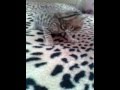 Little Diega the 3 week old bengal kitten