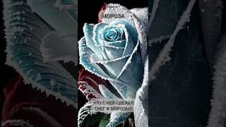 #Kaiber – Цветы) #Нейросеть #Мороз #Роза #Рек #Анимация #Мультфильм #Шок #Топ #Чудо #Красота #Ai #Ии