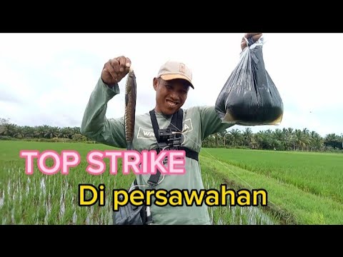 Ga Mau pulang rasanya di Spot ini Top strike