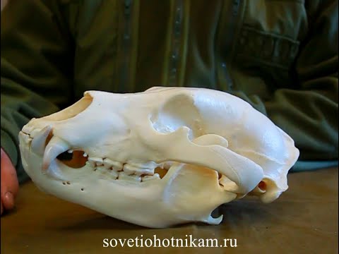 Таксидермия как сделать череп