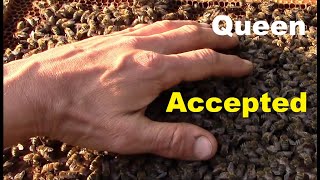 How Bees Behave When They Accept The New Queen Bee Releasing New Queen How Bees Behave When They Accept The New Queen Bee Releasing New Queen