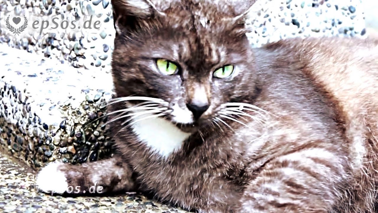 Beautiful Cat with Rare Fur Color is Cute in Singapore - YouTube