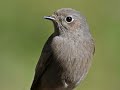 - Prepirineo central catalán: el valor del paisaje de la Red Natura 2000 de la UE