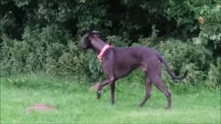 Our Expert Hunting Dog