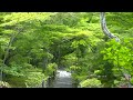 新緑の京都　嵯峨野宝筐院