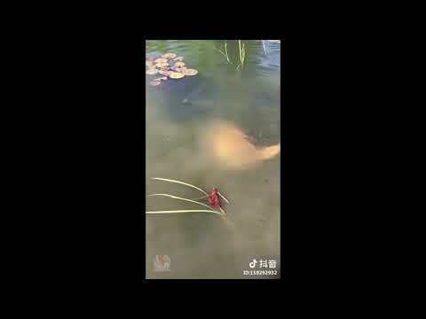 Cute Cats And Dogs Doing Funny Things Compilation #2 2018 (HD)