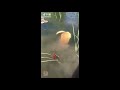 Cute Cats And Dogs Doing Funny Things Compilation #2 2018 (HD)