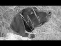 Free Hunting Dog Training Videos - Willow Creek Kennels - Positive Reinforcement Training