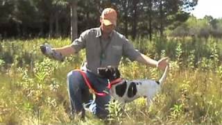 Free Hunting Dog Training Videos - Willow Creek Kennels - Positive Reinforcement Training