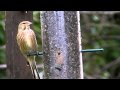 List Of North American Birds Mockingbirds And Thrashers | RM. List Of North American Birds Mockingbirds And Thrashers | RM.