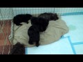Poodle Puppies Pure Bred Loving Affectionate Healthy Check Them Out