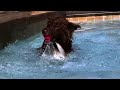 Dogs in Slow Motion - 1000fps - Orapup