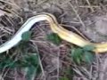 Anak Ular King Cobra images Anak Ular King Cobra