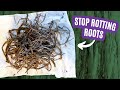 The Ultimate Guide to Conquering Root Rot