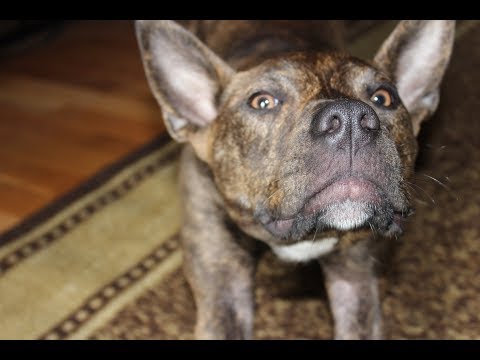 TOP 10 dog barking videos compilation 2018 Dog barking sound Funny dogs