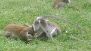 Monkeys Playing At Sodere Resort In Ethiopia