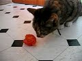 Freyja the cat eating a tomato