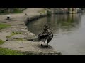 Видео Nikon D800 - 720p 60fps Video Test (Part2) at the canal - color corrected