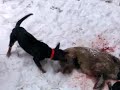 Pes v akci - kopov, jagd a postřelené sele