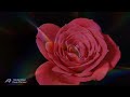 Michel Pépé - Fleur d'Amour - Rose Month ecards - Events Greeting Cards