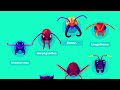 The World War of the Ants – The Army Ant