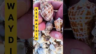 Shelling Keewaydin Island