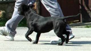 Devils And Fairies Eight Of Hearts Zoe Staffordshire Bull Terrier, Staffbull