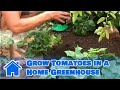 Tomato Gardening : How to Grow Tomatoes in a Home Greenhouse