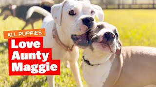 All The Puppies Love Their Aunty Maggie