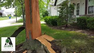 Allen's Tree Service - Storm Damage Lightening - Tree Service St. Louis
