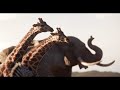 The Lion King Movie Clip - Circle of Life (2019) | Movieclips Trailers