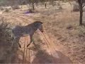 Africa Video