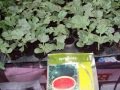 tomato seed starting trays | tomato seedling trays | tomato growing trays