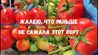 Этот Сорт Томата Посадил И Забыл, Самый Беспроблемный Томат