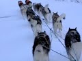 SENDAISHI ALASKAN MALAMUTES - training in the mountains